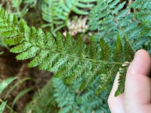Dryopteris expansa