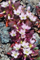Claytonia saxosa