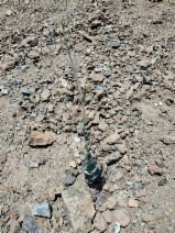 Streptanthus morrisonii ssp. elatus