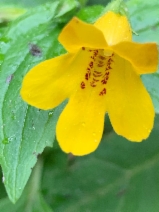 Mimulus dentatus
