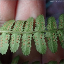 Dryopteris arguta