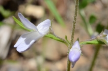 Collinsia linearis