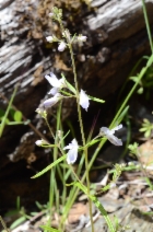 Collinsia linearis