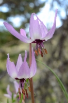 Erythronium hendersonii