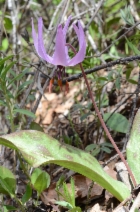 Erythronium hendersonii