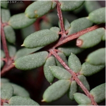 Pellaea mucronata