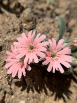 Silene hookeri