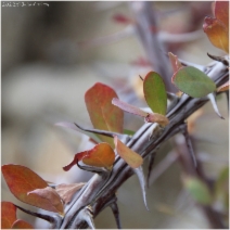 Fouquieria splendens