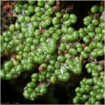 Myriopteris covillei