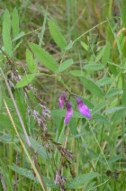 Lathyrus palustris