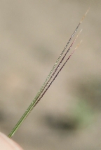 Aristida adscensionis