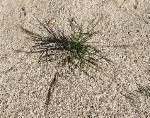 Aristida adscensionis