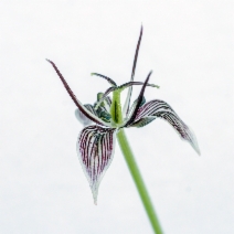 Scoliopus bigelovii