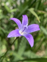 Campanula wilkinsiana