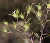 Eriastrum diffusum