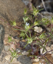 Eriastrum diffusum