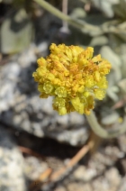 Eriogonum diclinum