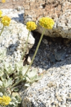 Eriogonum diclinum