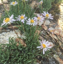 Erigeron barbellulatus