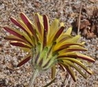 Agoseris apargioides var. eastwoodiae