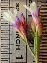 Limonium perezii