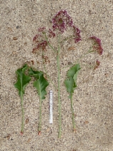 Limonium perezii