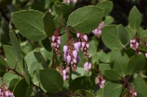 Arctostaphylos manzanita ssp. wieslanderi