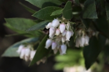 Arctostaphylos virgata