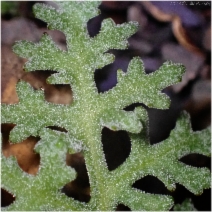 Chaenactis artemisiifolia