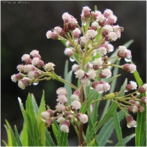 Baccharis salicifolia