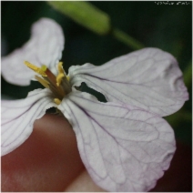Raphanus sativus