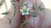 Sabulina pusilla
