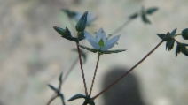 Sabulina pusilla