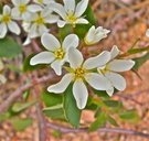 Amelanchier pallida