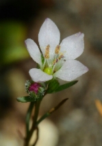 Hesperolinon congestum