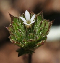 Navarretia rosulata