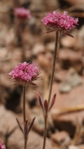 Chorizanthe douglasii