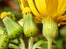 Senecio californicus