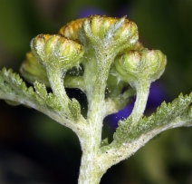 Tanacetum camphoratum