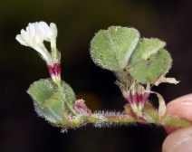 Trifolium subterraneum