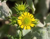 Hemizonia pungens