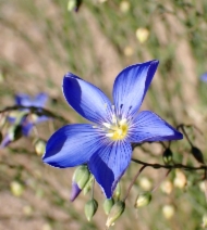 Linum lewisii