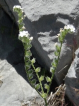 Cryptantha milobakeri