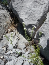 Cryptantha milobakeri