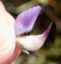Lupinus polyphyllus var. polypyllus