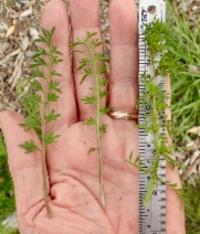 Lepidium didymum