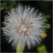 Senecio vulgaris