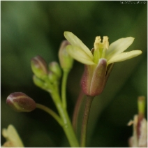 Brassica tournefortii