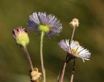 Erigeron divergens