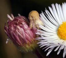 Erigeron divergens